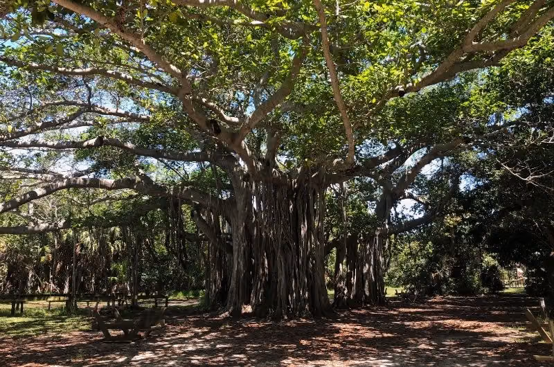 Hugh Taylor Birch State Park