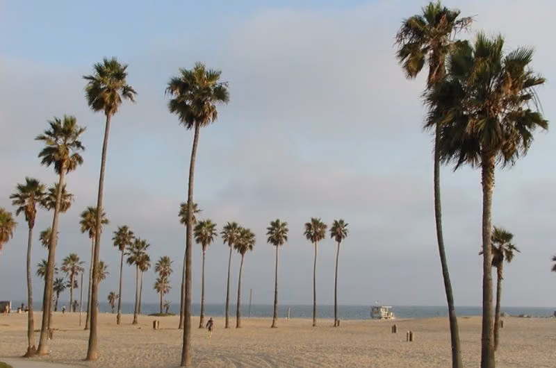 Washingtonia Beach (Laura Ward Park)