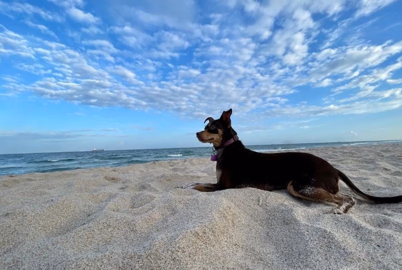 Fort Lauderdale Dog Beach