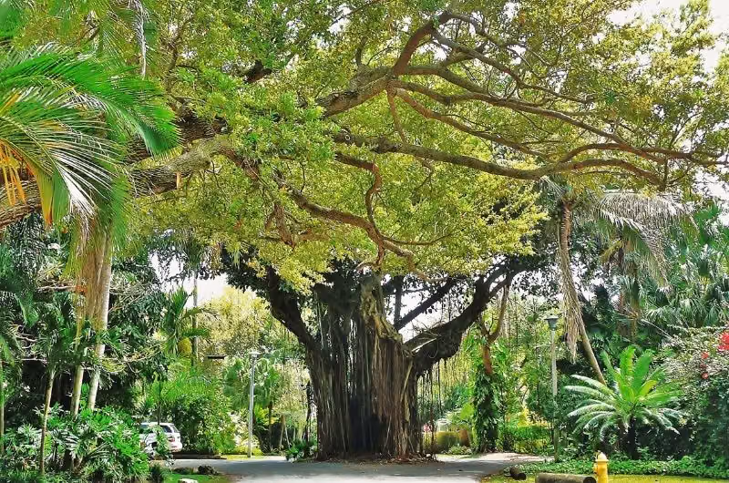 Coconut Grove