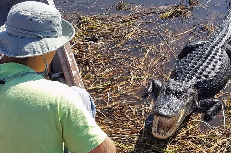 1-Hour Airboat Ride and Nature Walk with Naturalist