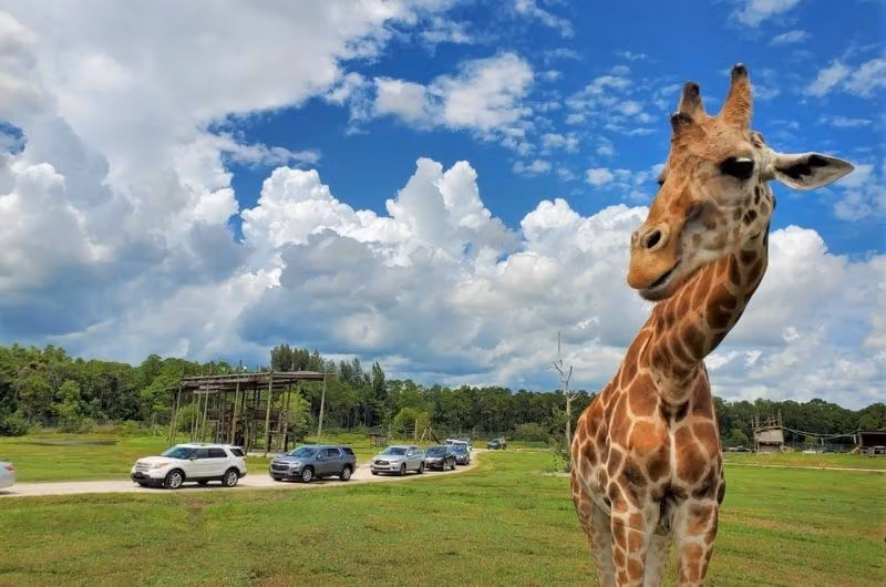 Lion Country Safari
