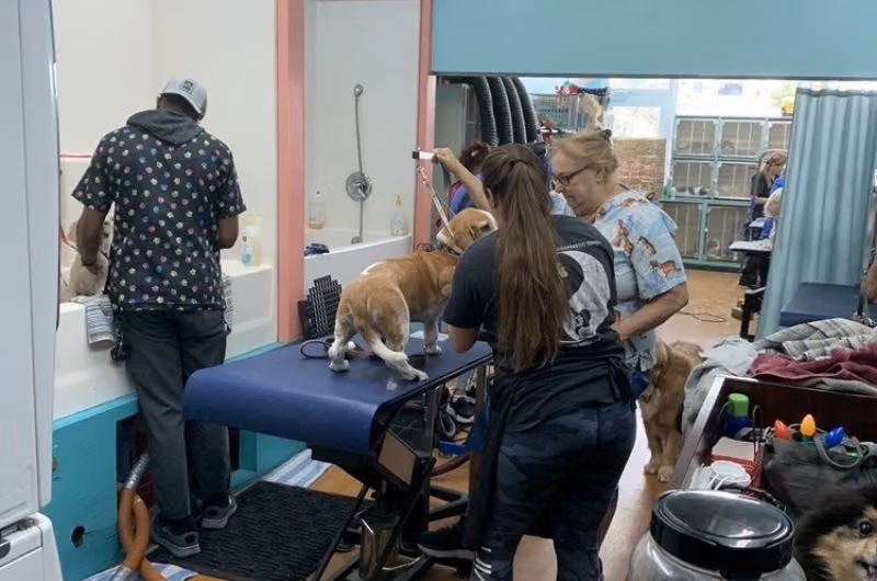 Alexandria’s Grooming