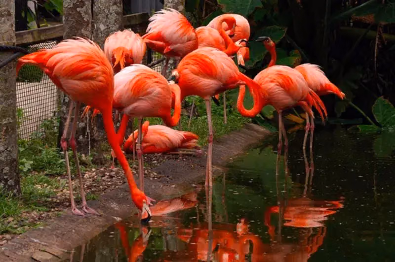 Flamingo Gardens